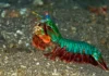 Curiosidades del Camarón Mantis