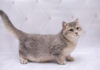 Curiosidades sobre los gatos Munchkin