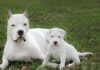 Curiosidades del Dogo Argentino: Un Gigante Blanco con un Corazón Noble