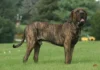 El Fila Brasileiro: Un Gigante Leal con un Instinto Protector