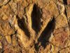 Huellas de Dinosaurios en Bolivia: Guía del Mayor Yacimiento Prehistórico