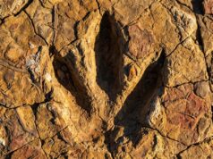 Huellas de Dinosaurios en Bolivia: Guía del Mayor Yacimiento Prehistórico