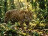Felinos Bolivianos: Guía de Especies y su Conservación