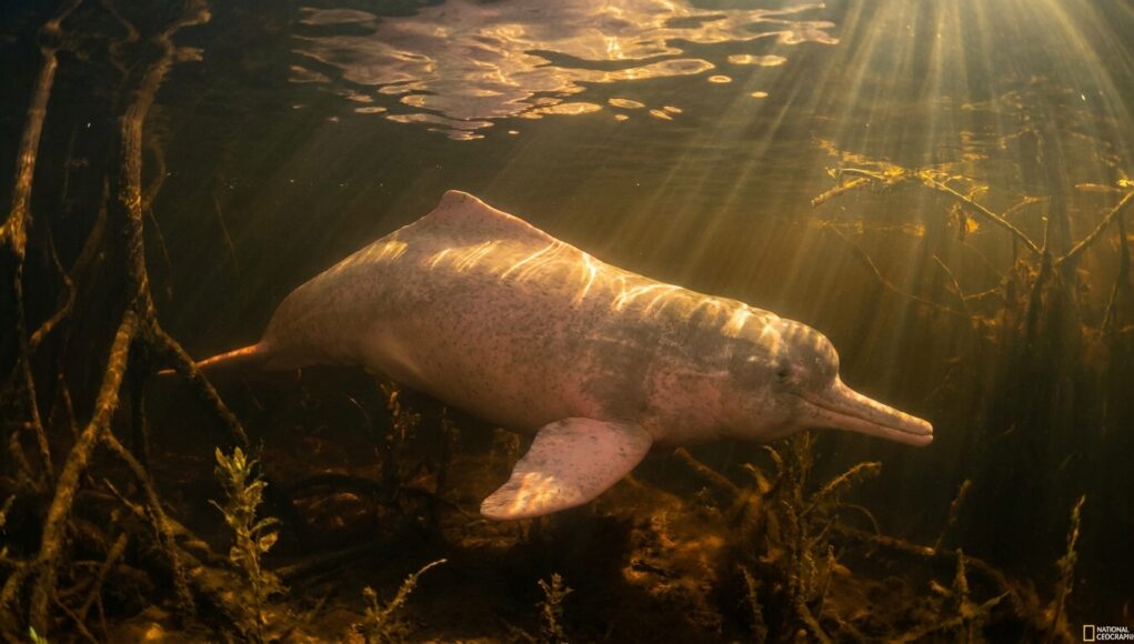 Bufeo Boliviano: El Delfín Rosado Único de la Amazonía