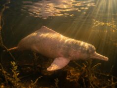 Bufeo Boliviano: El Delfín Rosado Único de la Amazonía